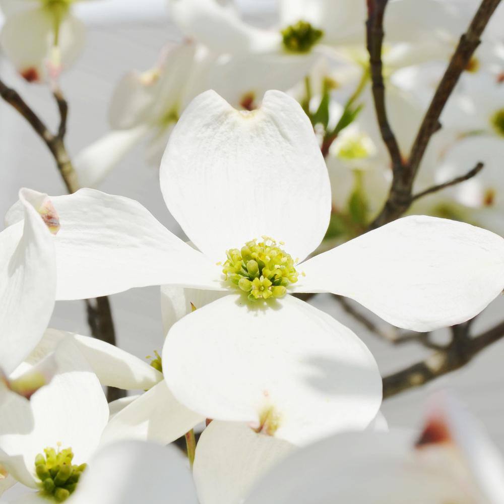 7 Gal. White Flowering Dogwood Tree DOGWHI07G