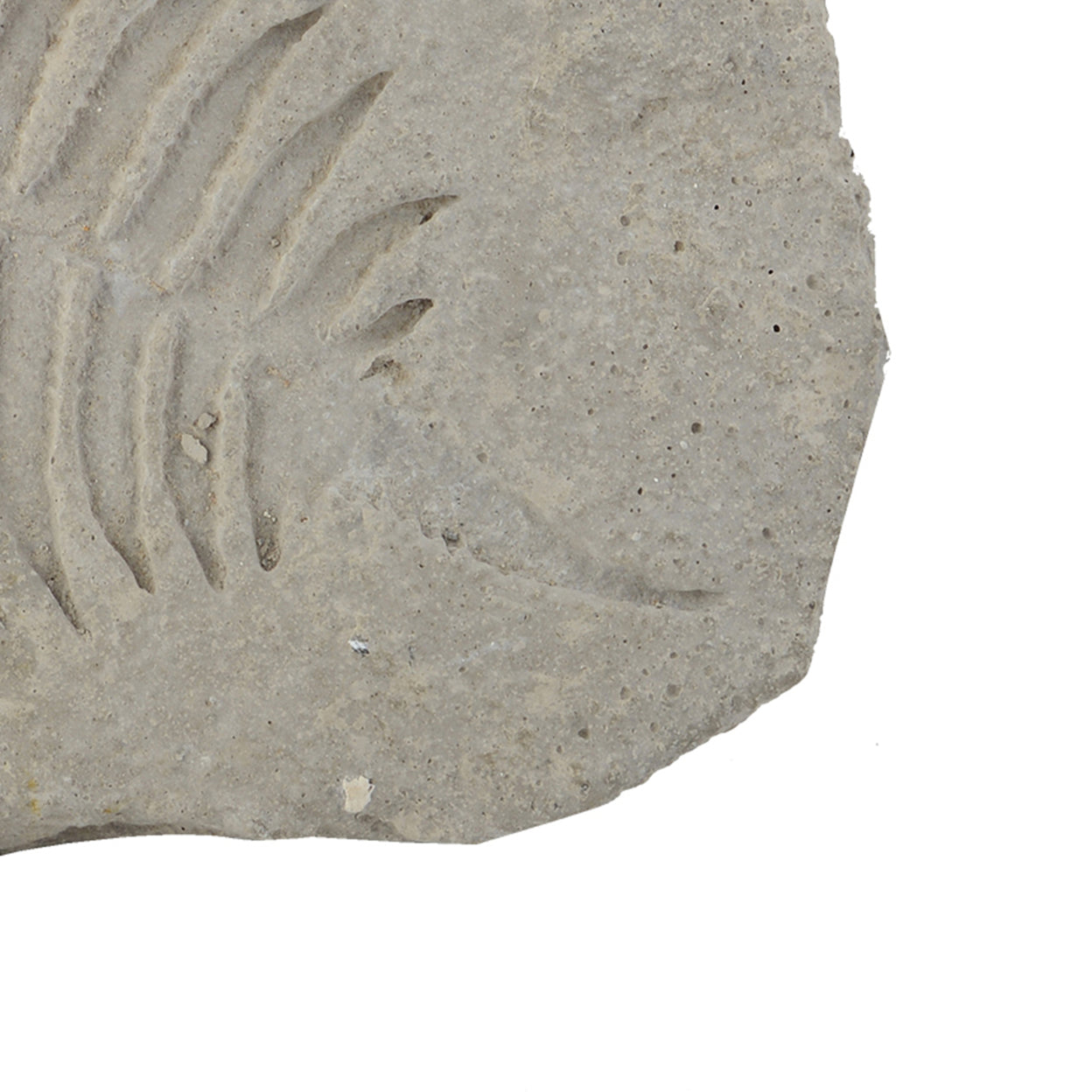 Concrete Fossil Accent Stone with Fern Leaves Imprint, Gray- Saltoro Sherpi