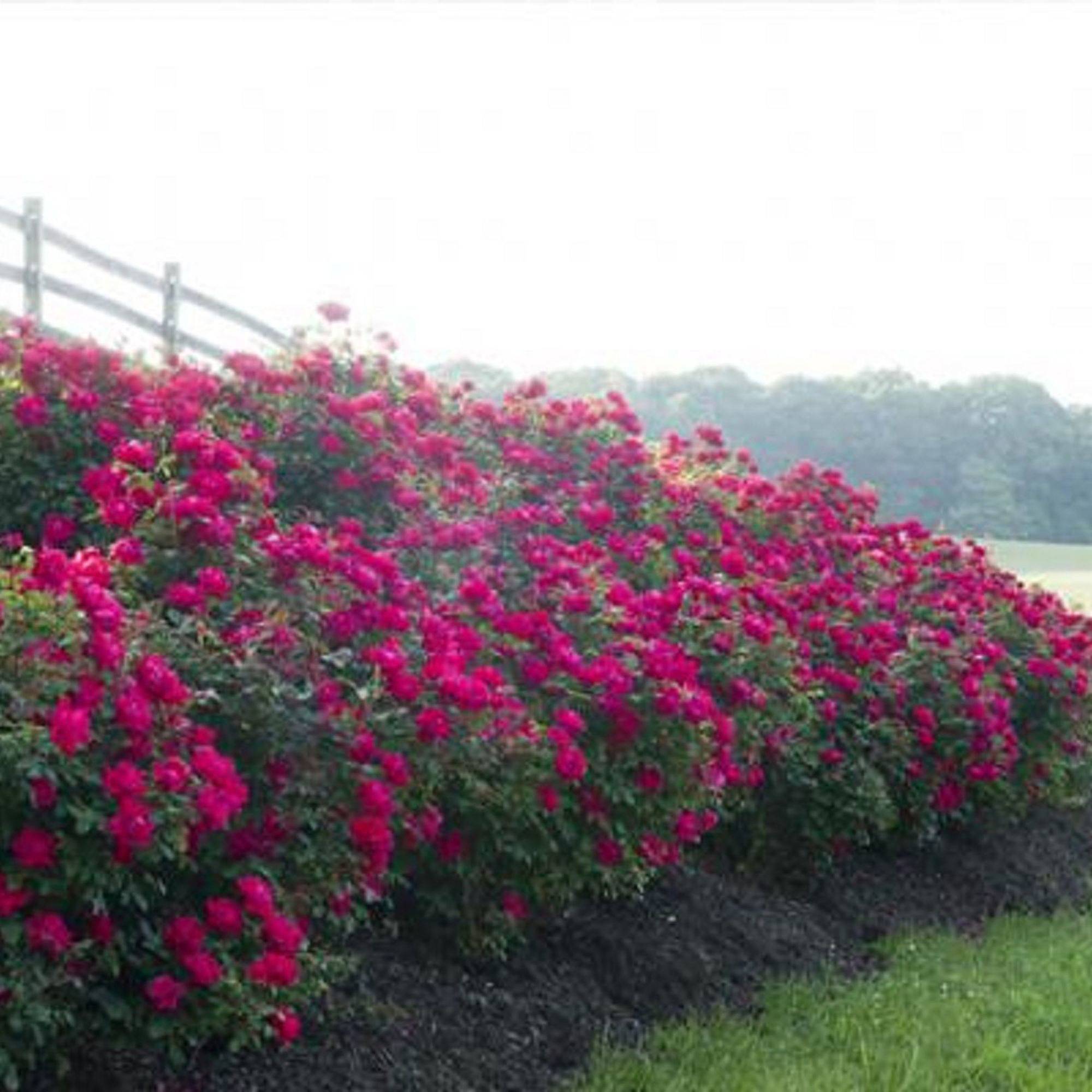 Rose red double knock out (1 gallon) flowering