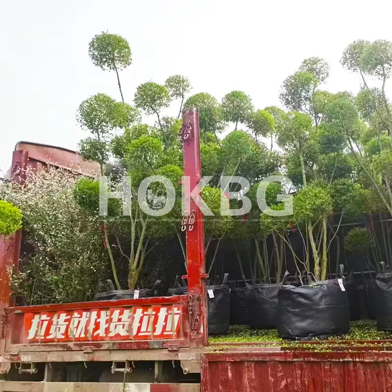 HOKBG Woven Planter Bags with handles trees in grow bag Strong and easy to lift handles