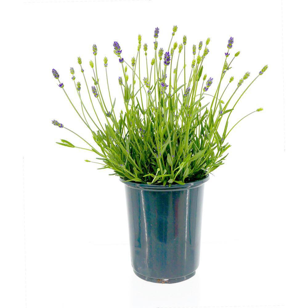 2.5 Qt. English Blue Perennial Lavender Angustifolia (2-Pack) 1083