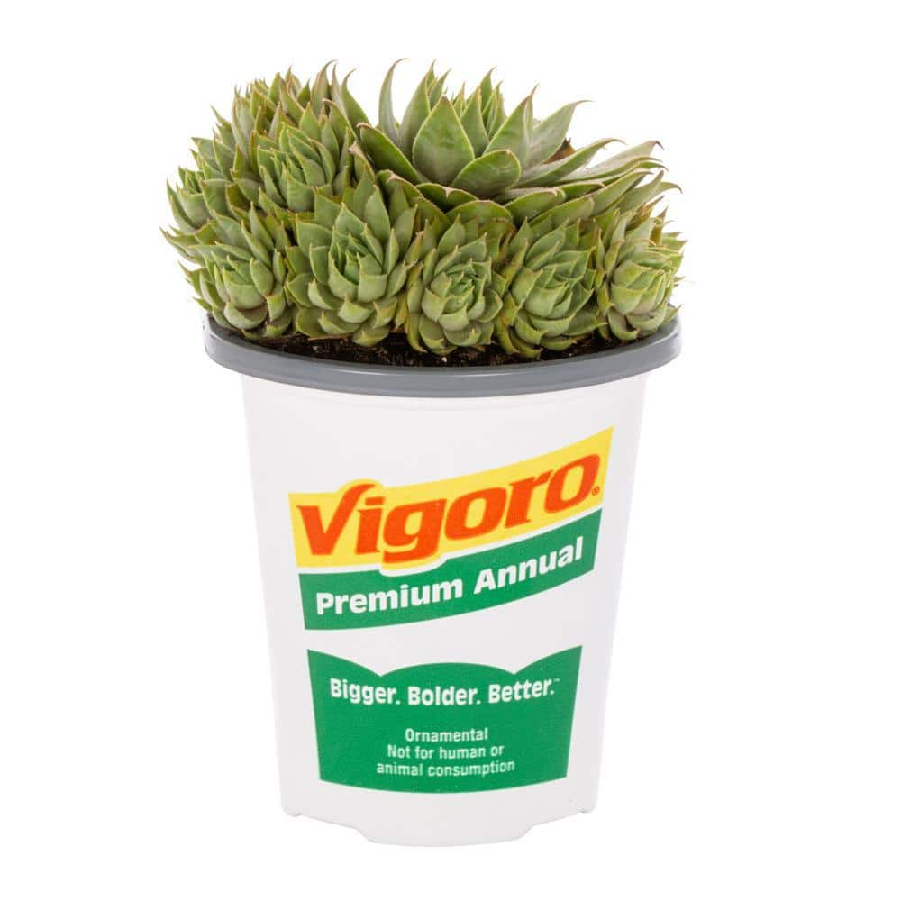 Vigoro 1 PT. Sedum Succulent Ground Cover Plant 68888