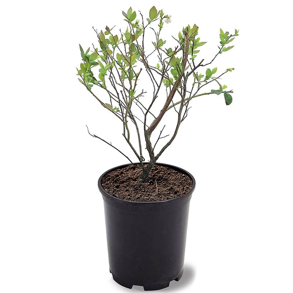 #1 Windmill Palm (2-Pack) THD00097