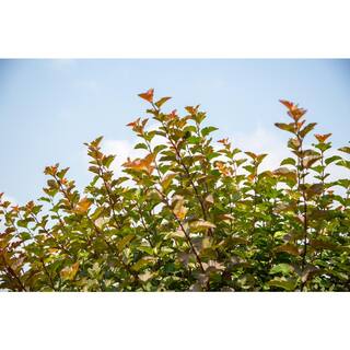 FIRST EDITIONS 2 Gal. Amber Jubilee Ninebark (Physocarpus) Live Shrub with White Flowers O58412F