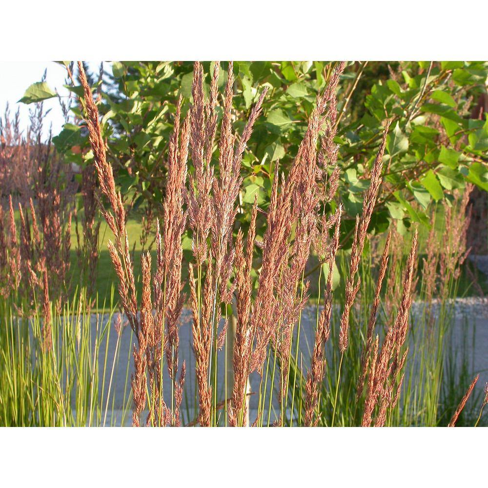 Online Orchards 1 Gal. Avalanche Feather Reed Grass - Lovely Tall Variegated Ornamental Grass Perfect for Borders and Accents GROR001