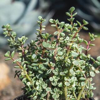 SMART PLANET 1 Gal. Portulacaria Afra Variegata Succulent Plant 0880066