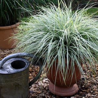 SOUTHERN LIVING 2.5 Qt. Evercolor Everest Carex (Sedge Grass) Live Perennial with White Striped Green Foliage 0728Q