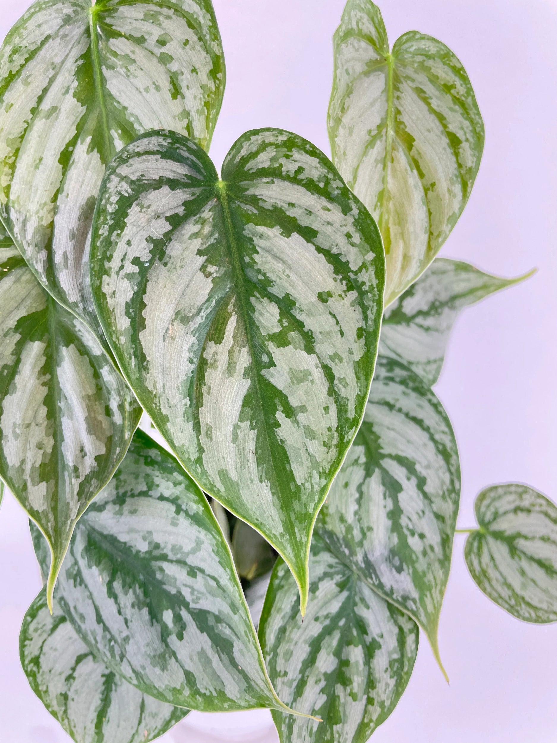 Philodendron Brandtianum Silver Leaf