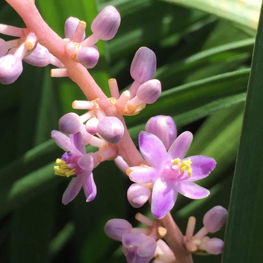 Perfect Plants 1 Gal. Super Blue Liriope in Grower's Pot Blueish Purple Flowering Lilyturf THD00560