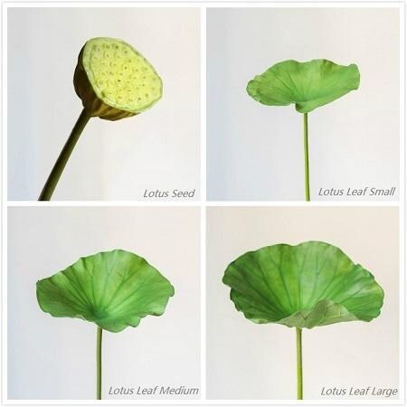 RusticReach Lotus Seed and Leaf Stem in Various Sizes