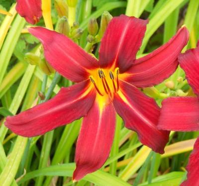 Classy Groundcovers - Hemerocallis 'Autumn Red'  {25 Bare Root Plants}