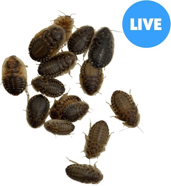 ABDragons Large Dubia Roaches Small Pet and Reptile Food