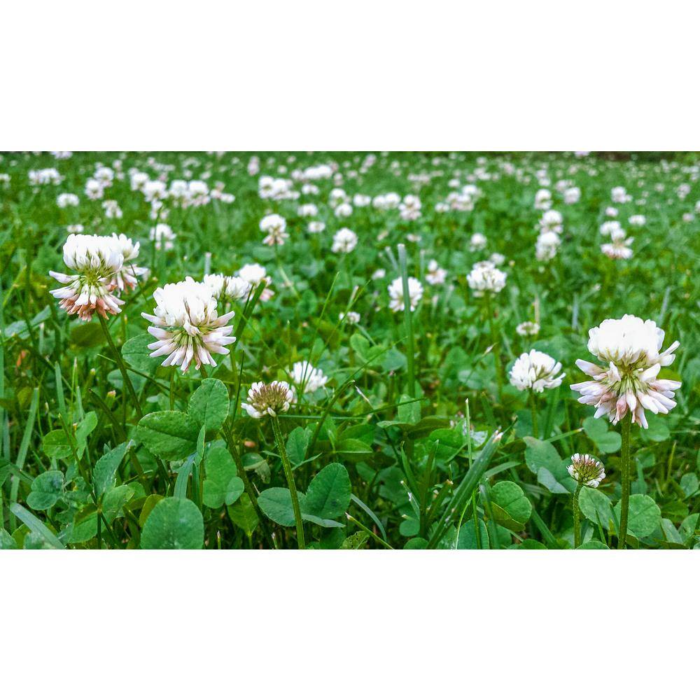 Gardens Alive! 1 lb. White Dutch Clover Provides Erosion Control 09552