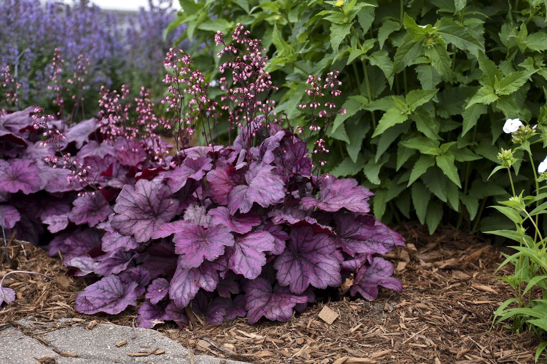 4.5 in. Qt. Primo Wild Rose Coral Bells (Heuchera) Deep Purple Foliage Live Plant