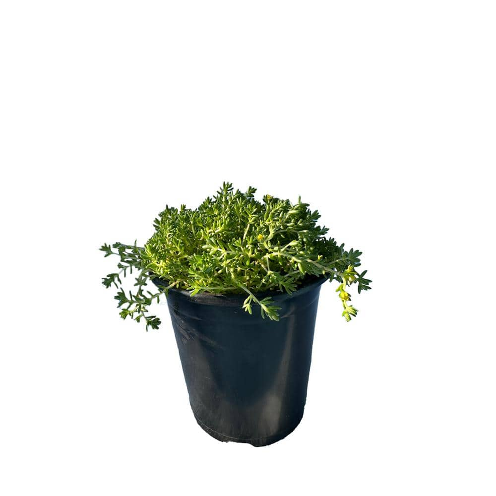 Cesicia Non-Fragrant Live Green Moss Sedum Planter Pet-Safe (3-Piece) RichM814Cacti04