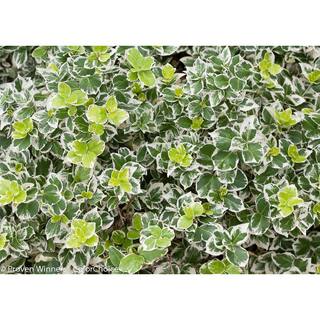 PROVEN WINNERS 1 Gal. White Album Wintercreeper (Euonymus) Live Shrub Green and White Foliage EUOPRC1036101