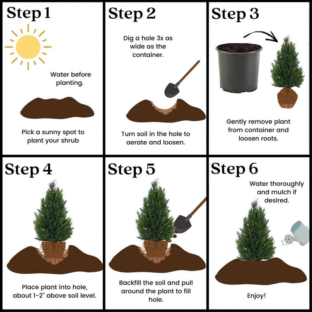 2.25 Gal. Leyland Cypress Evergreen Tree with Green Foliage (2-Pack) 15678