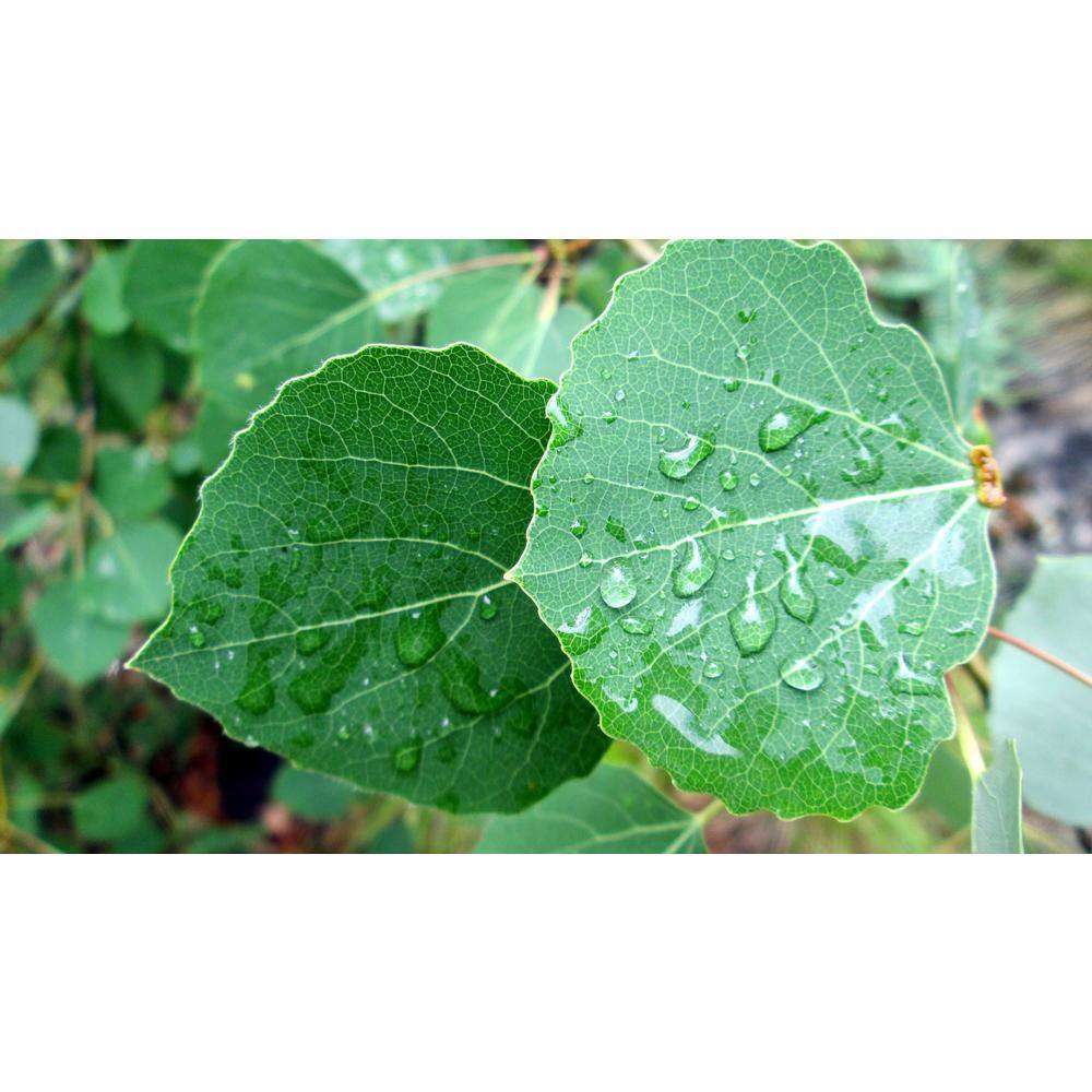 Online Orchards Quaking Aspen Tree Bare Root SHAN001