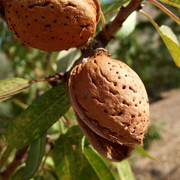 Almond, Badam - 0.5 kg Seeds