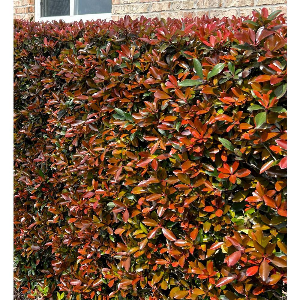 SOUTHERN LIVING 3 Gal. Leann Cleyera - Live Mid-Sized Evergreen Shrub Glossy Foliage 54983
