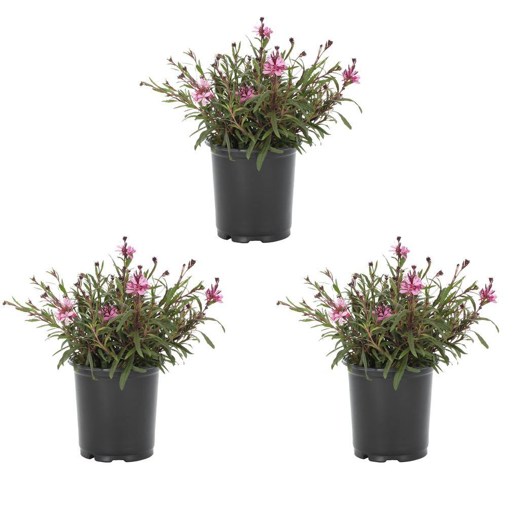 METROLINA GREENHOUSES 2 Qt. Gaura Belleza Pink Perennial Plant (3-Pack) 4139