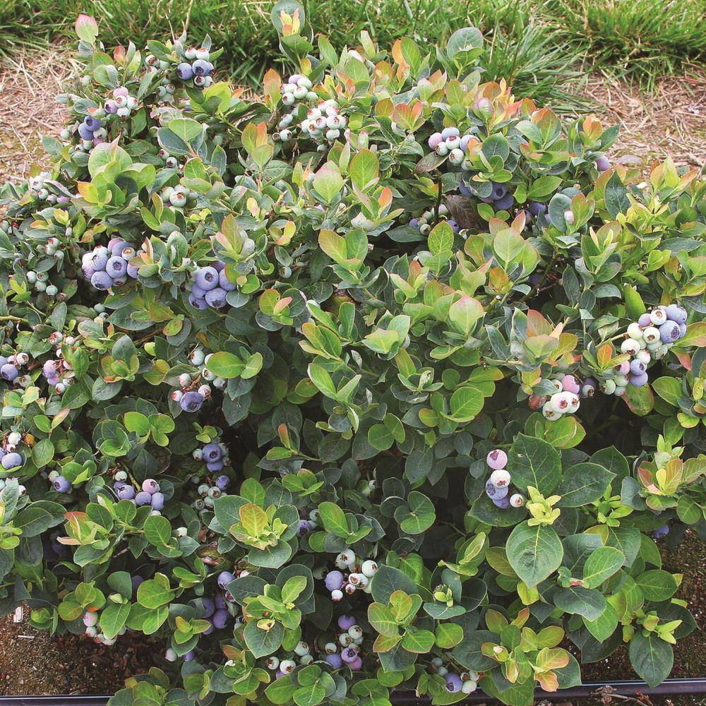 BUSHEL AND BERRY 2 Gal. Bushel and Berry Peach Sorbet Blueberry Live Plant 19572