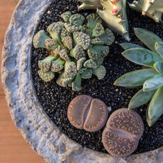 SMART PLANET 2.5 in. Lithops Plant Collection (4-Pack) 0880050