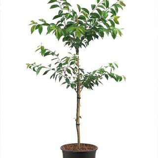 7 Gal. Akebono Cherry Flowering Deciduous Tree with Pink Flowers CHFOKO07G