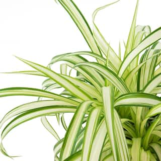 national PLANT NETWORK Spider Plant (Chrlophytum) in 6 in. Grower Containers (2-Plants) HD7740