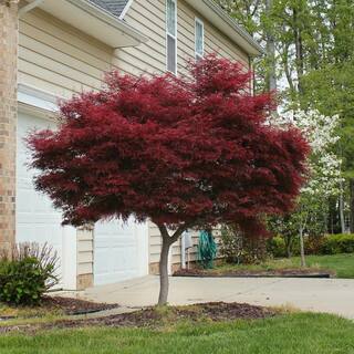 Online Orchards 3 Gal. Bloodgood Japanese Maple Tree - Cold Hardy vivid Scarlet Autumn Foliage SBAP301