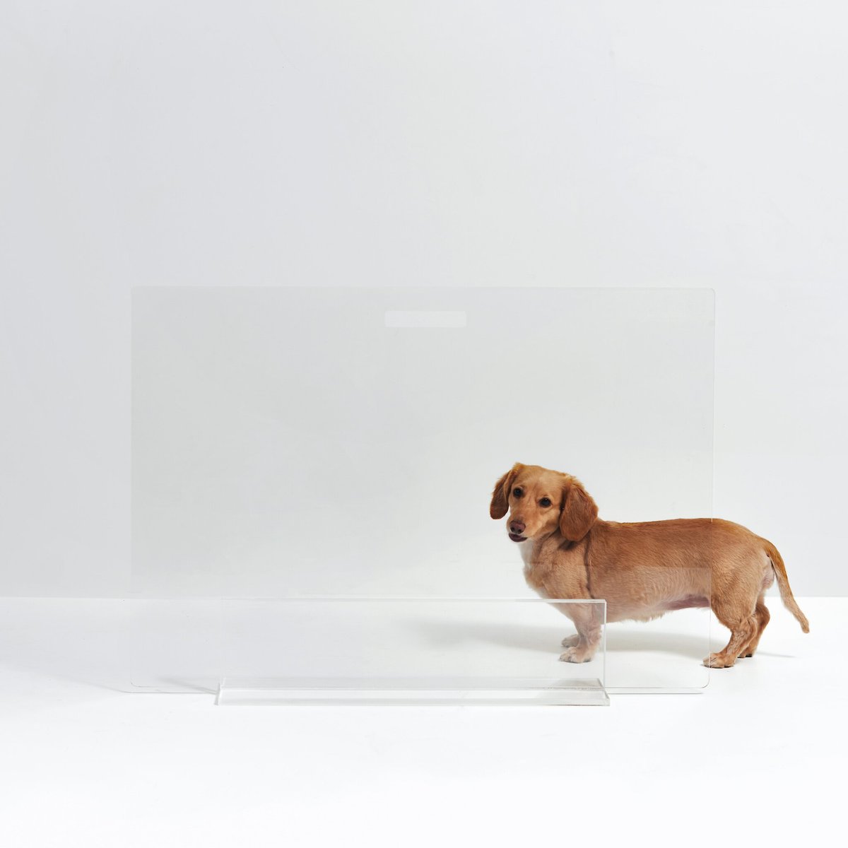 Hiddin Clear View Panel Freestanding Dog Gate