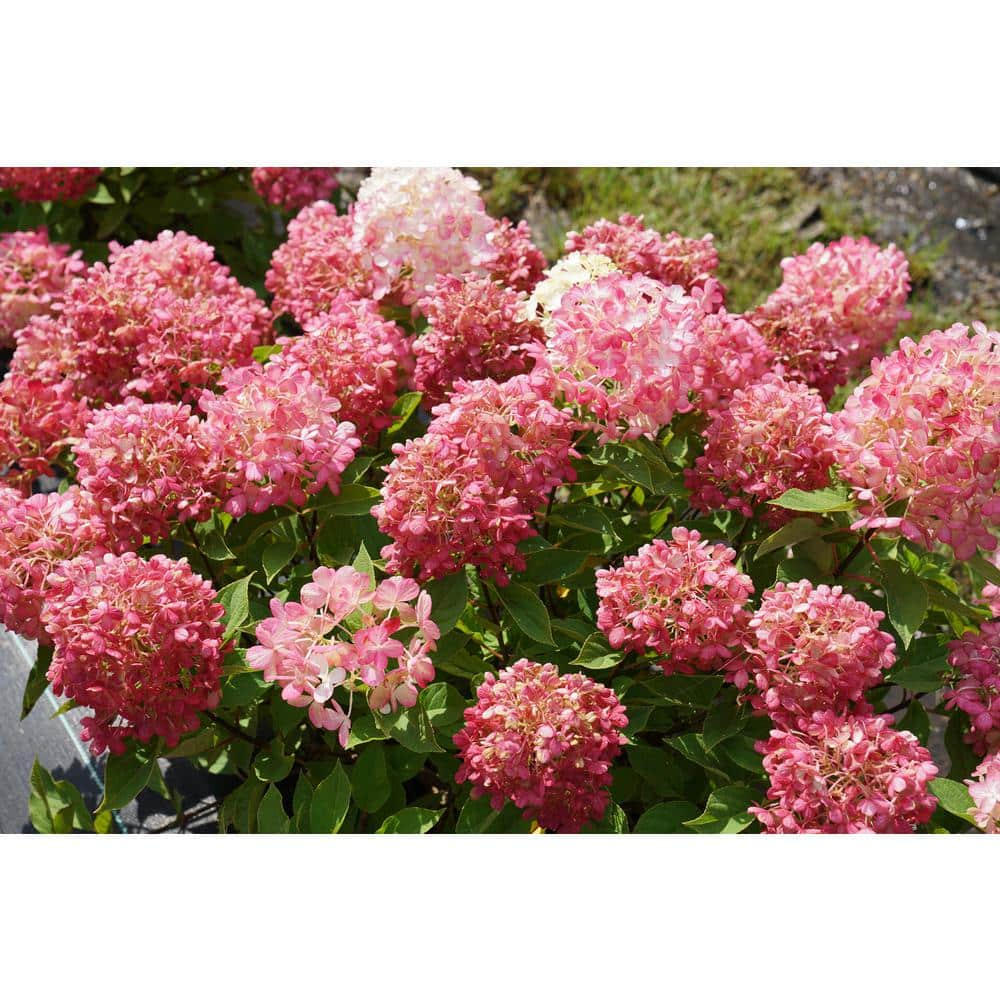 PROVEN WINNERS 1 Gal. Fire Light 'Tidbit' Hydrangea (Arborescens) Live Plant White and Red Flowers HYDPRC1186101