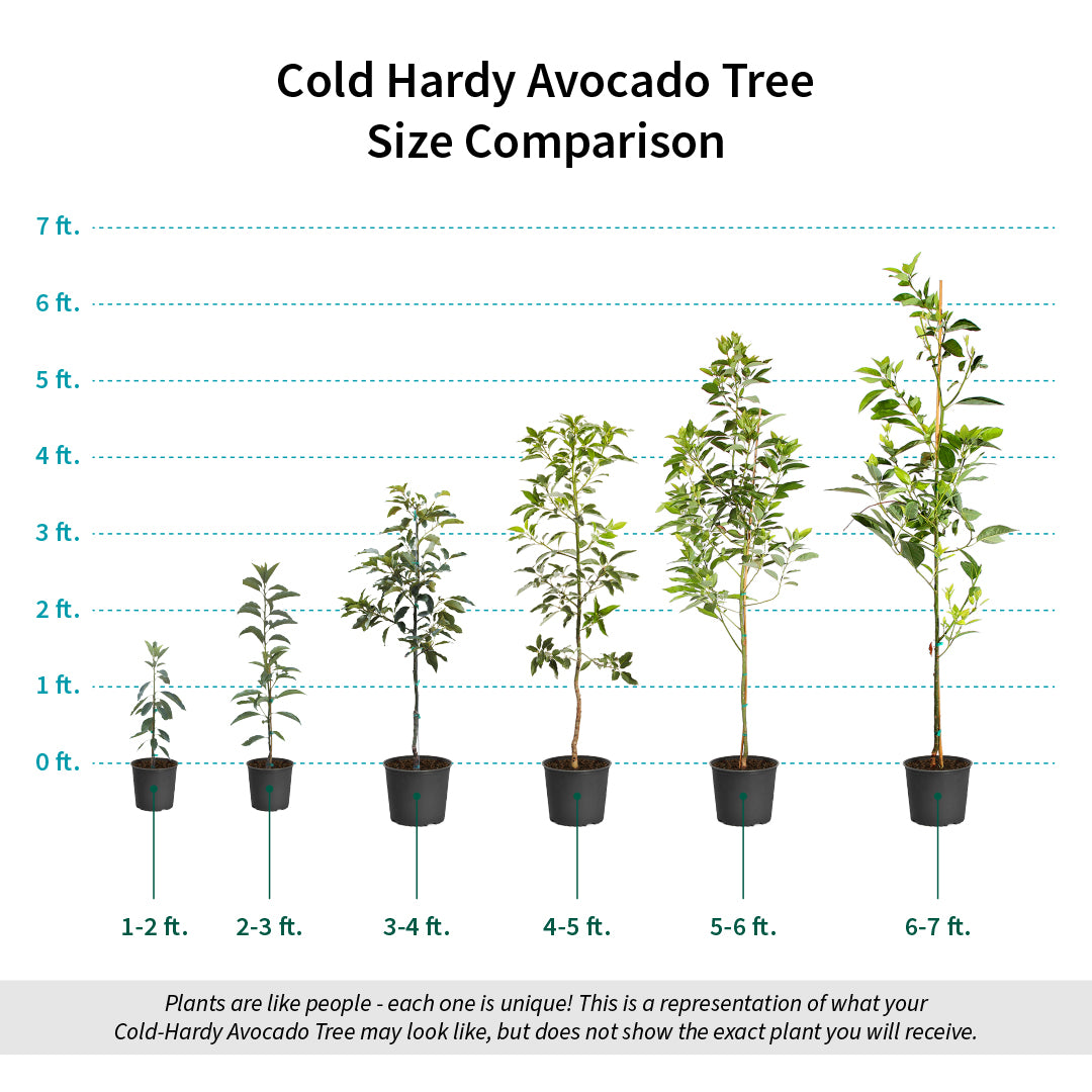 Cold Hardy Avocado Tree