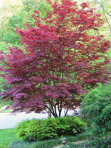 Bloodgood Japanese Maple - Bonsai or Outdoors - Acer palmatum - 5.5