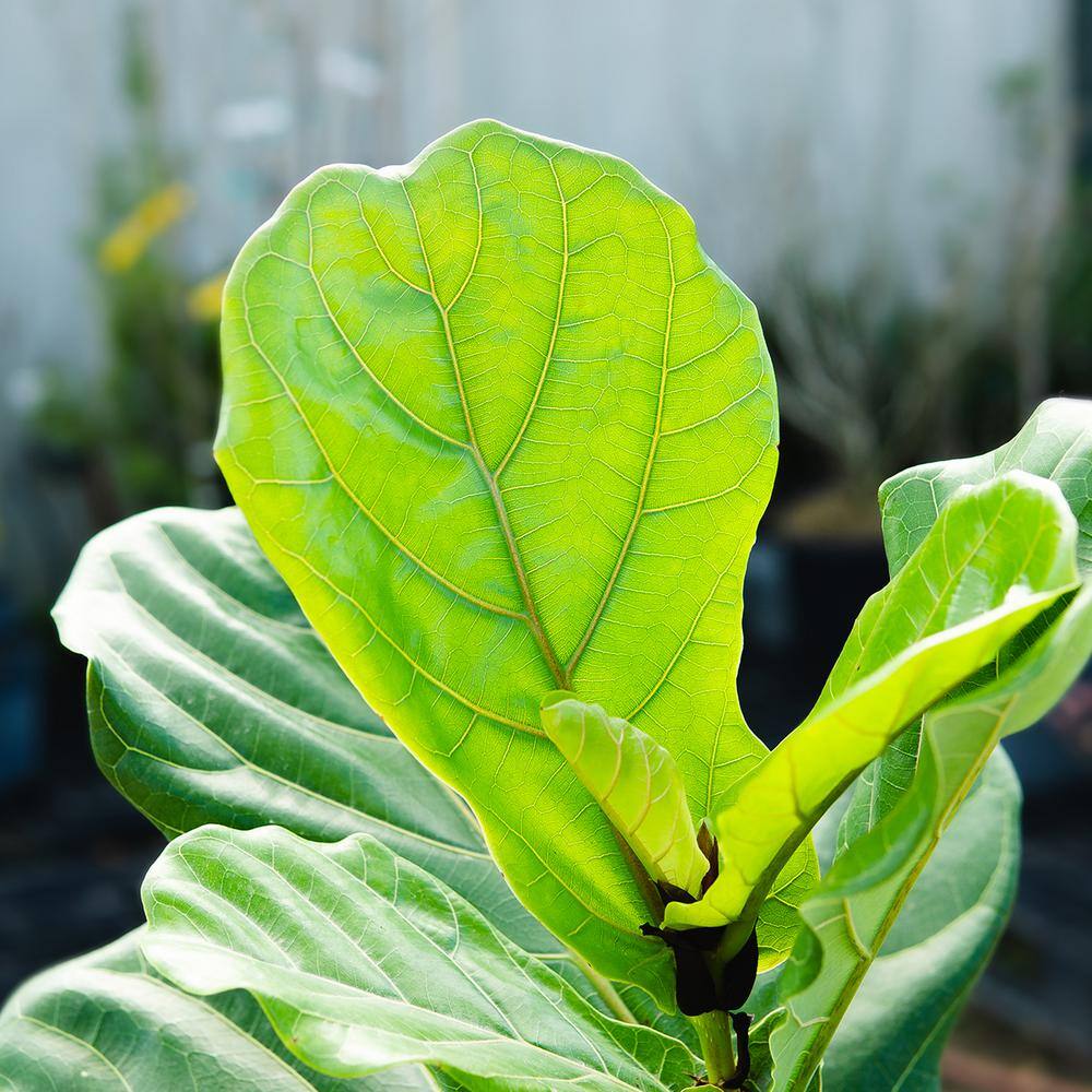 3 Gal. Fiddle Leaf Fig Plant (2-Pack) THD100002