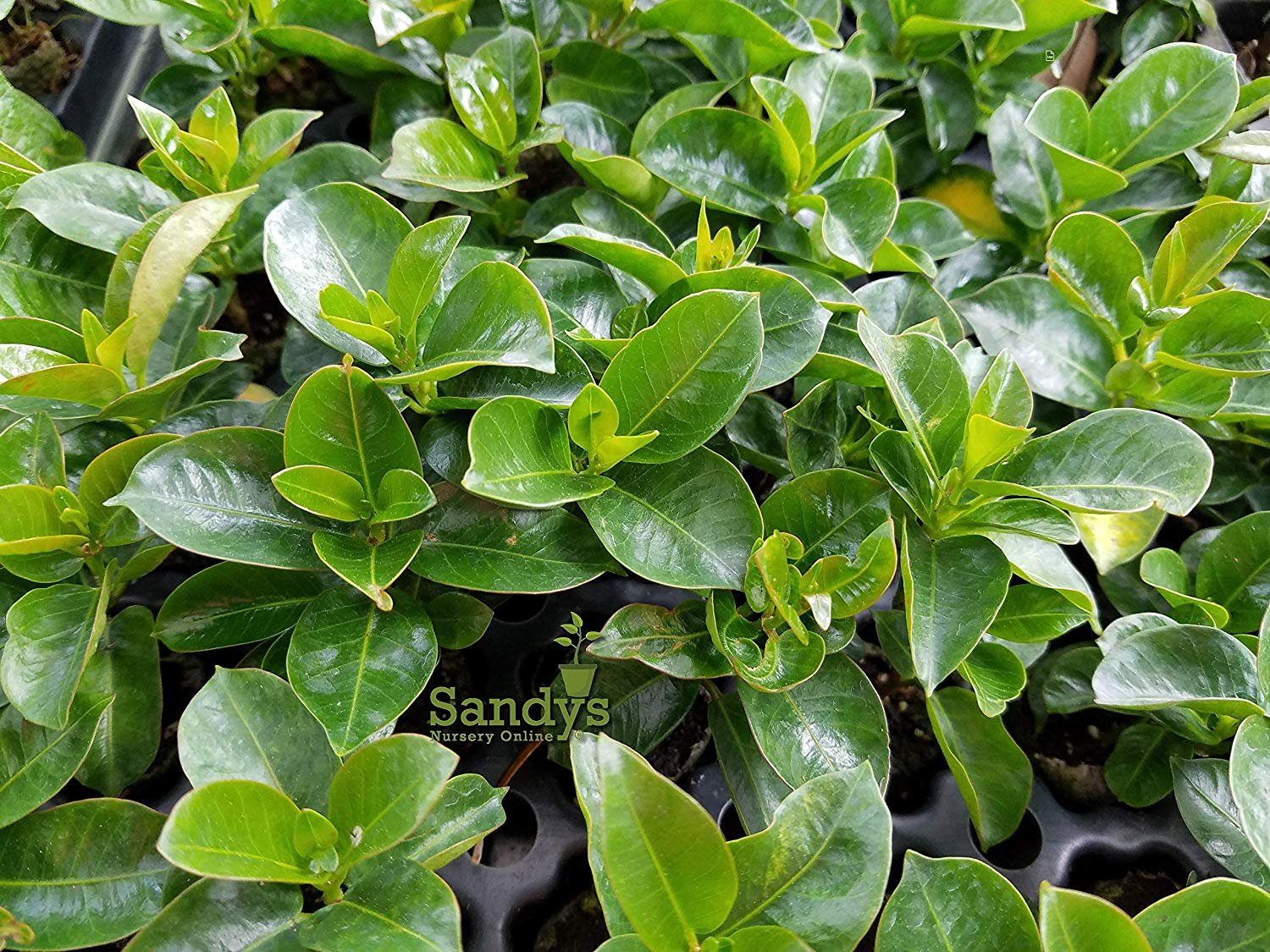 Mandevilla Stars and Stripes Red and White 3 inch pot