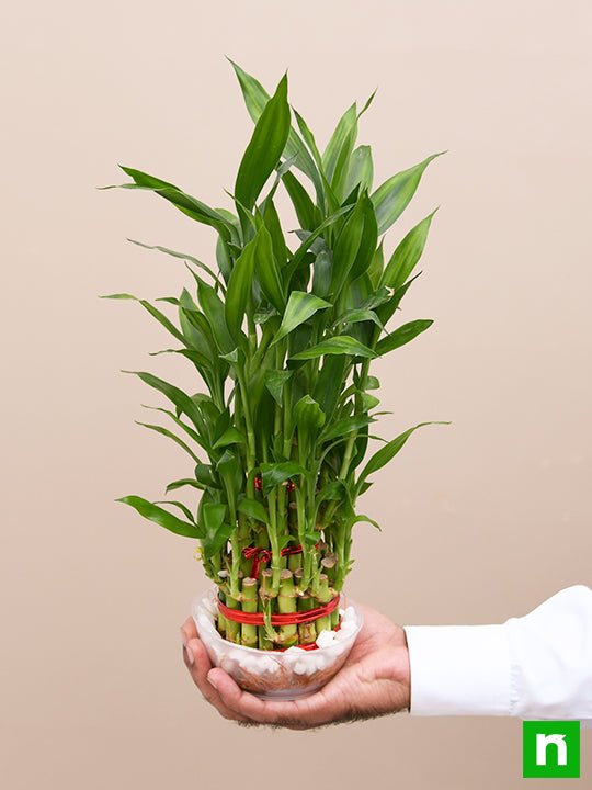 3 Layer Lucky Bamboo Plant in a Bowl with Pebbles