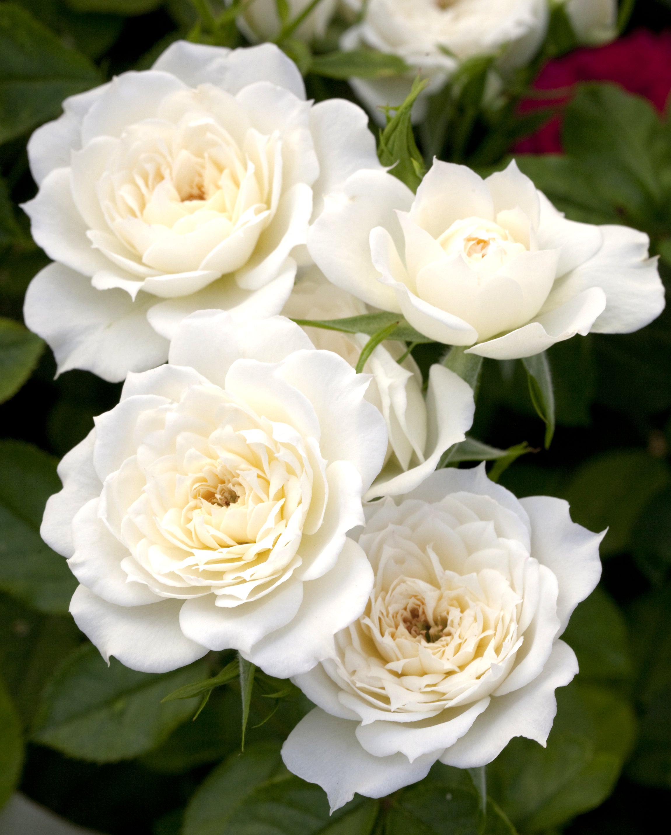 Bareroot Sunblaze® Bridal Miniature Rose with White Flowers - Live Plants - 2 Piece