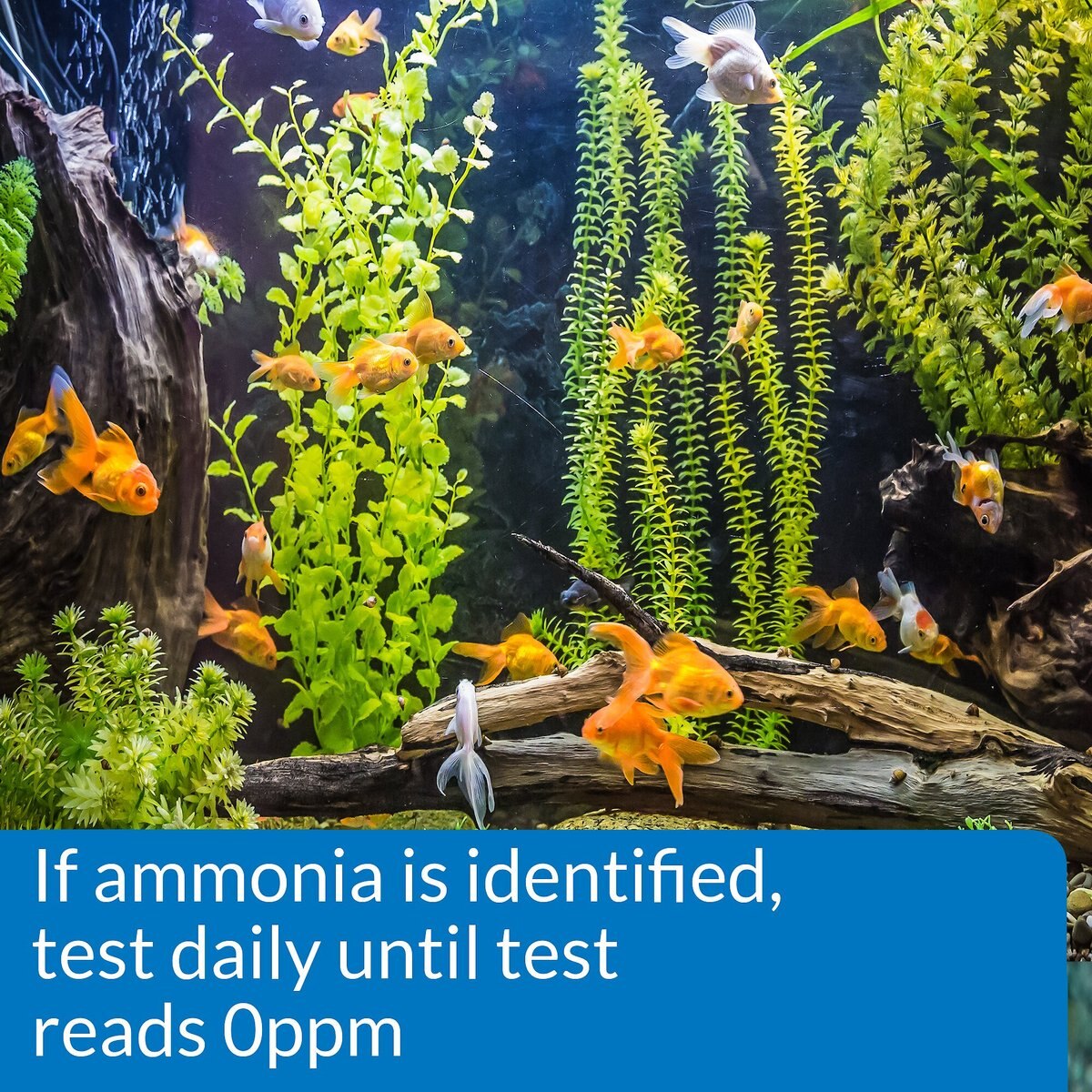 API Ammonia NH3/NH4 Freshwater and Saltwater Aquarium Test Strips