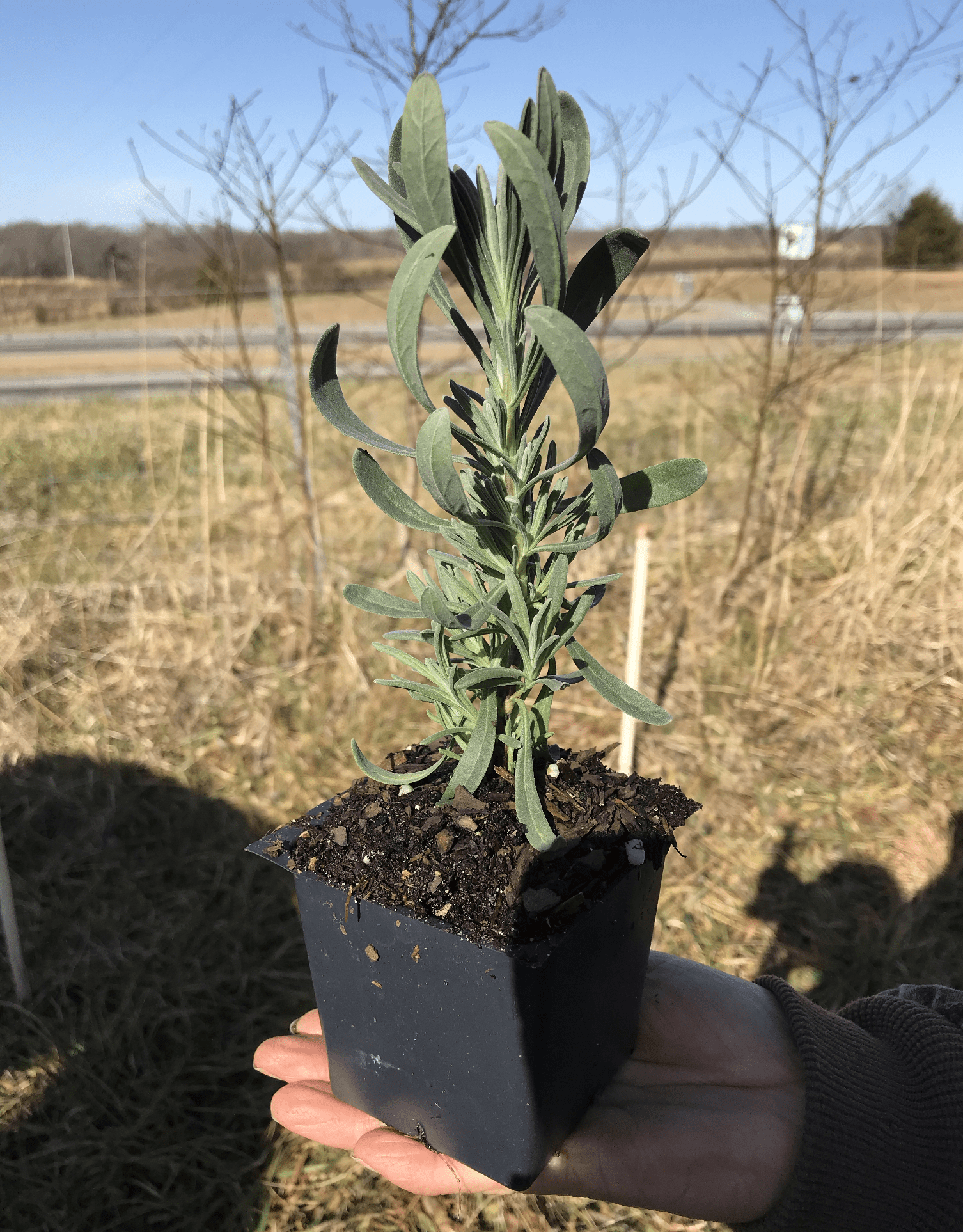 Sensational! Lavender Plant