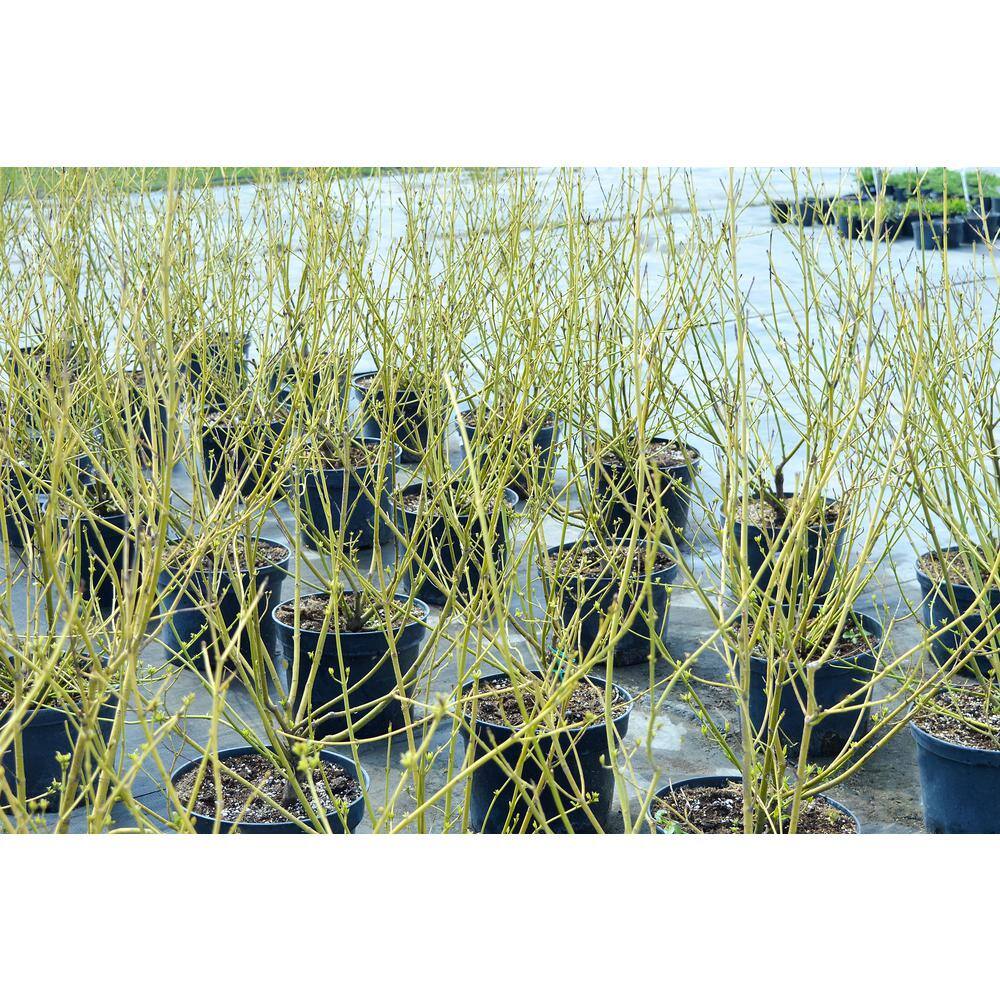 Online Orchards 1 Gal. Yellow Twig Dogwood Shrub with Bright Golden Yellow Winter Stems and Large Fragrant Spring Flowers SBDW003