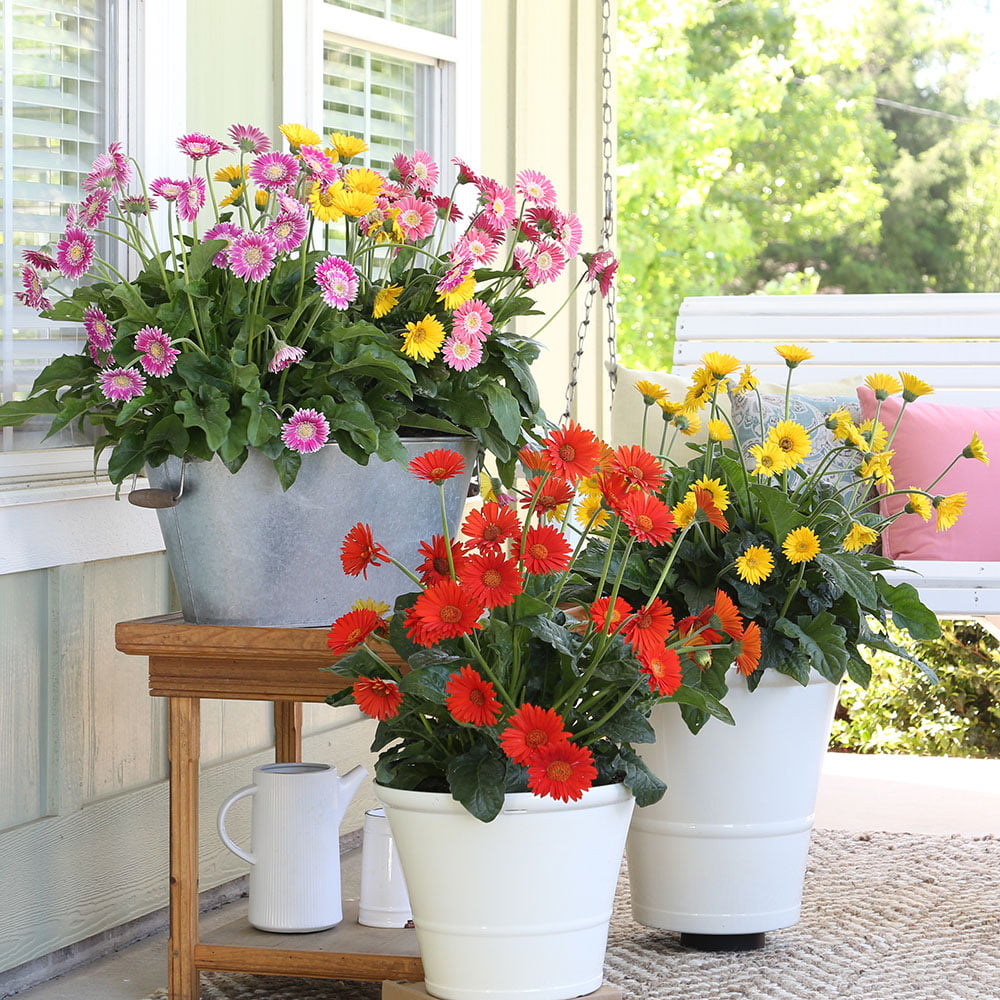 Orange Garden Jewels Gerber Daisy (2.5 Quart) Flowering Perennial - Live Outdoor Plant - Southern Living Plant Collection