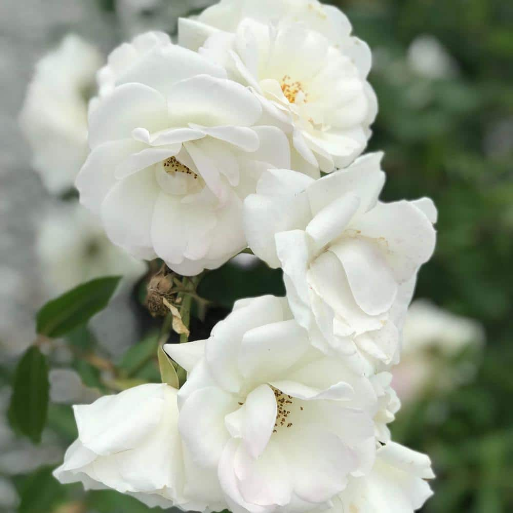 Spring Hill Nurseries Easy Spirit Floribunda Rose Dormant Bare Root Plant with White Flowers (1-Pack) 86296