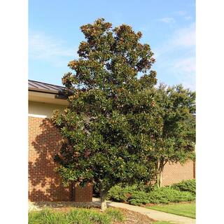 3 Gal. Little Gem Southern Magnolia Tree MAGLIT03G