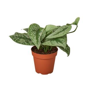 Pothos Silver Splash Scindapsus pictus Plant in 4 in. Grower Pot 4_POTHOS_SILVER.SPLASH