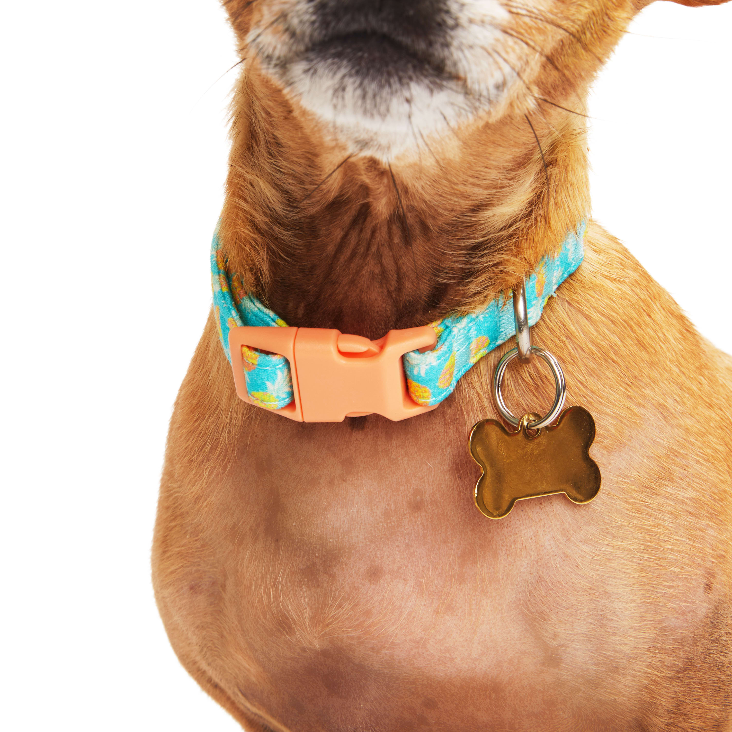 YOULY Pineapple Small Dog Collar， XX-Small/X-Small