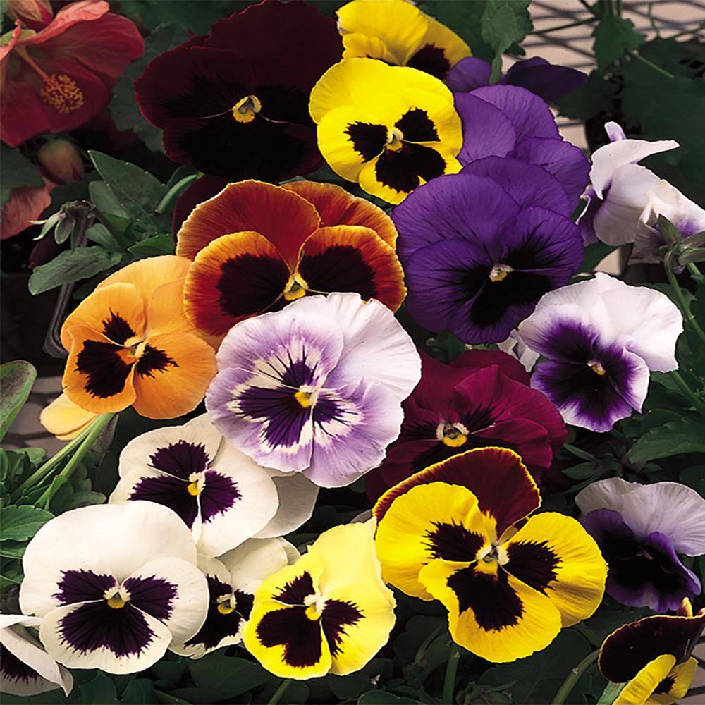 10 in. Blotch Pansy Plant (12-Pack) 7561