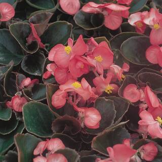 1.38-Pint Bronze Leaf Pink Begonia Plant 88979