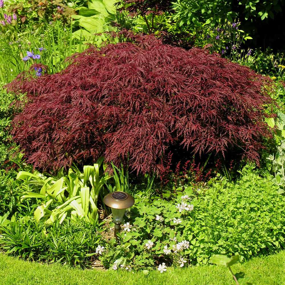 Red Dragon Japanese Maple Tree