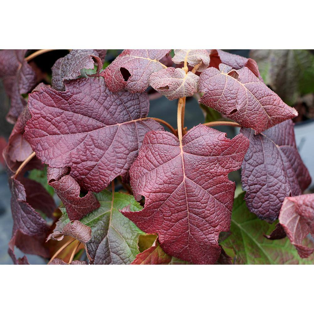 PROVEN WINNERS 4.5 in qt. Gatsby Moon Oakleaf Hydrangea (Quercifolia) Live Shrub White to Green Flowers HYDPRC3607800